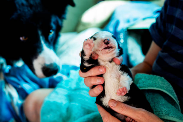 Newborn Border Collie puppy drinking from a bottle with mother dog watching with concern