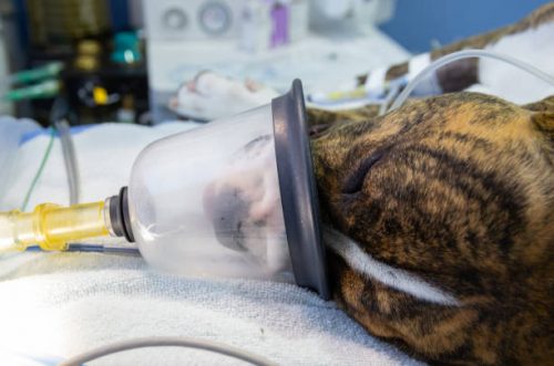 Preoxygenation in a sedated dog prior to intubation